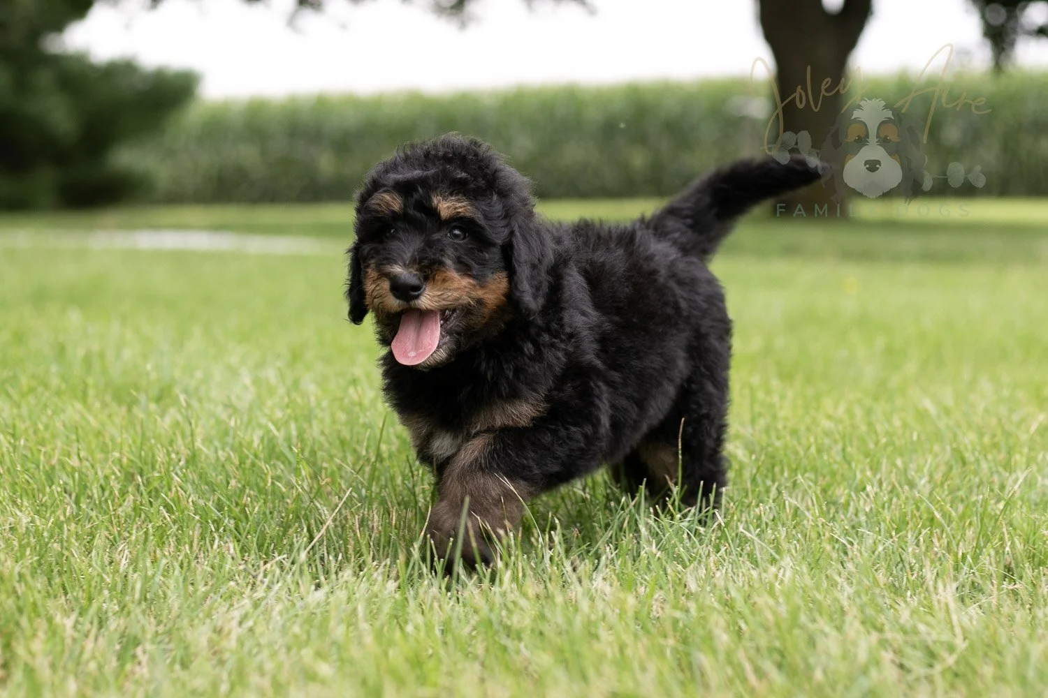 Gilbert Bernedoodle Puppy-46.jpg