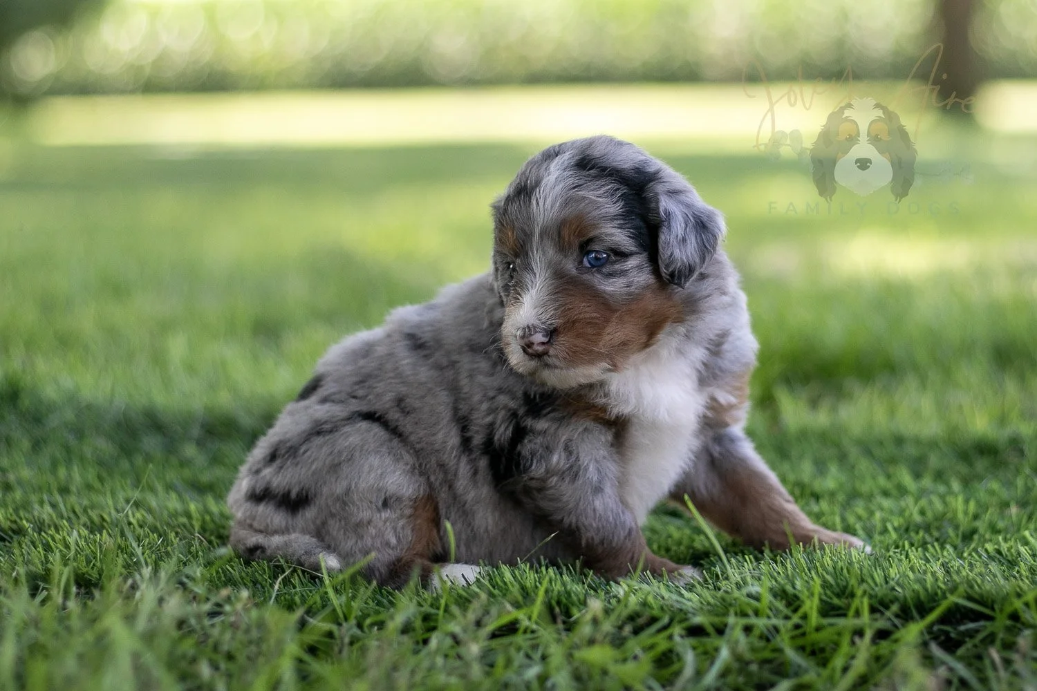 Rachel Lynde Bernedoodle Puppy-552.jpg