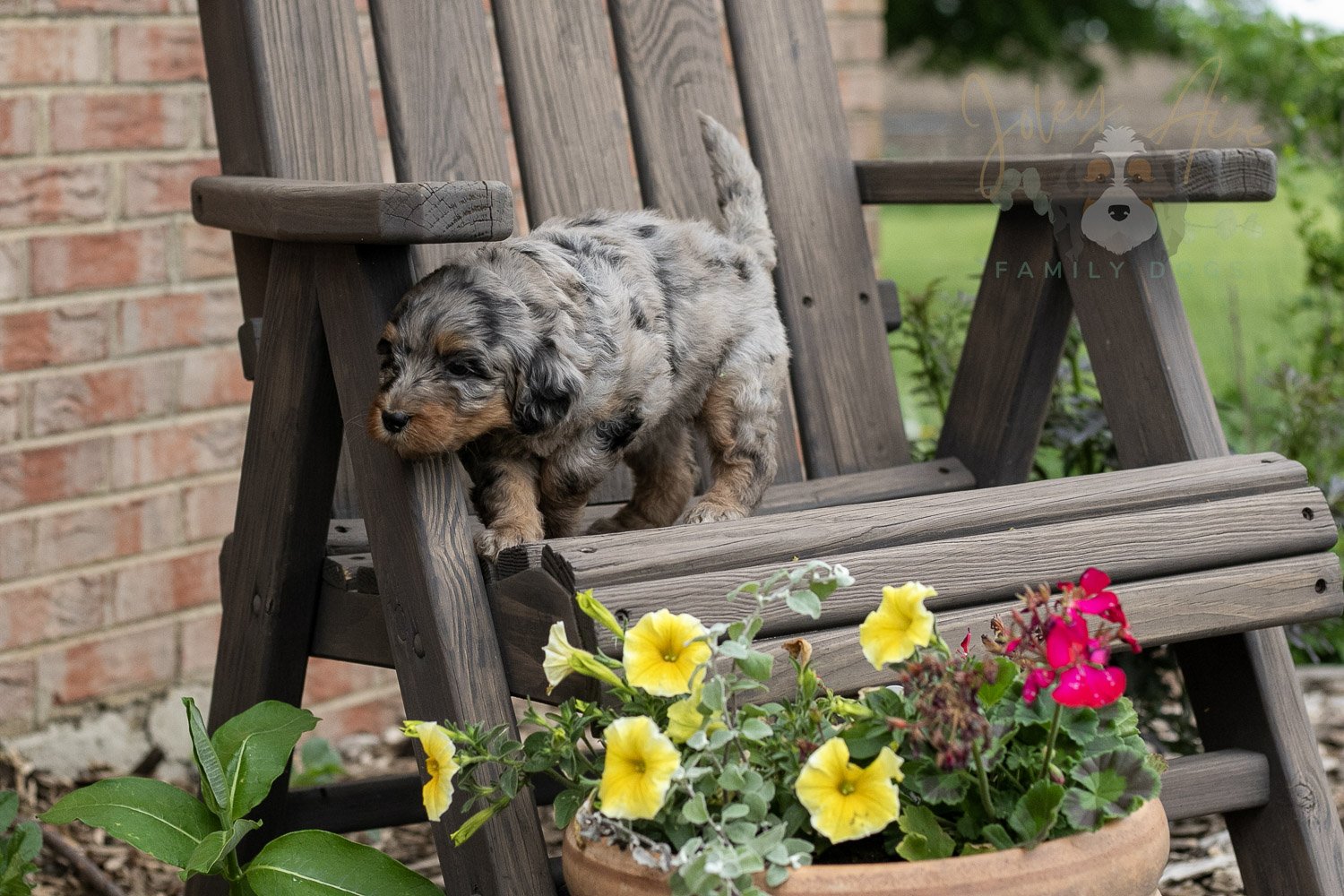 Ukulele Bernedoodle Puppy-2.jpg
