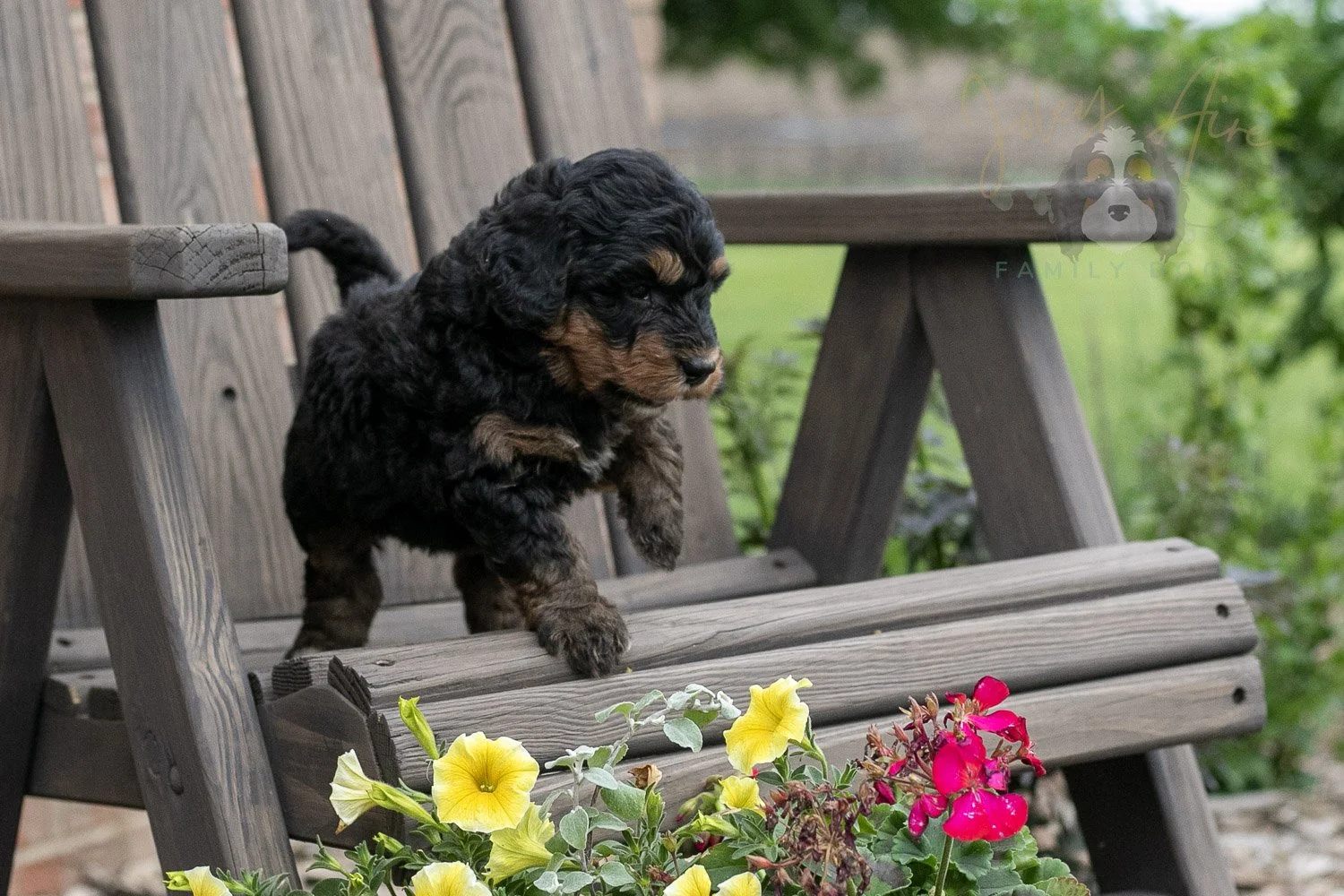 Guitar Bernedoodle Puppy-9.jpg