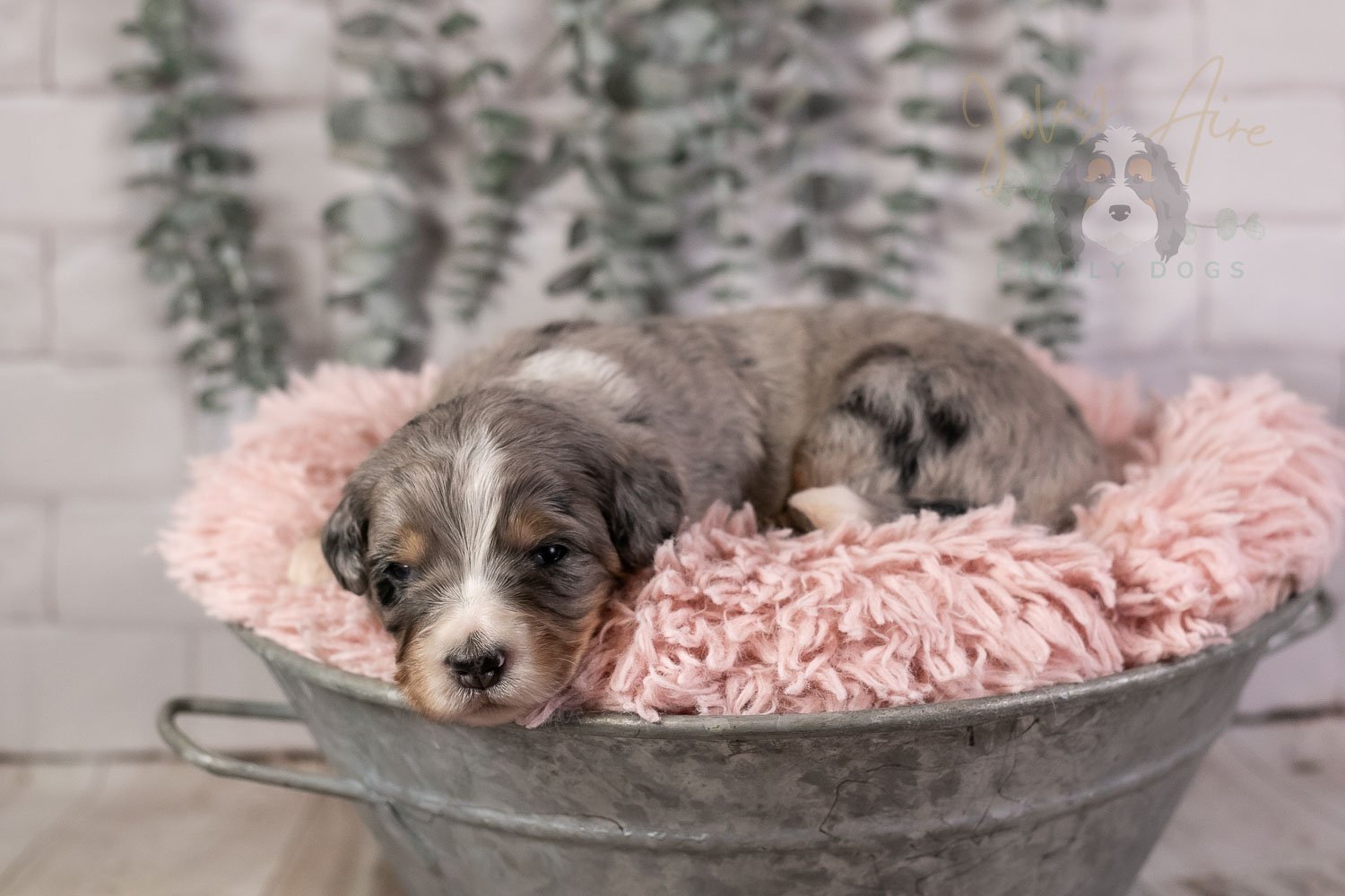 Drum Bernedoodle Puppy-29.jpg