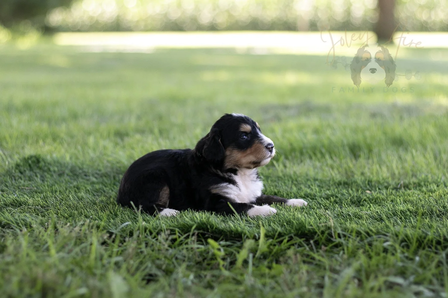 Walter Shirley Bernedoodle Puppy-449.jpg