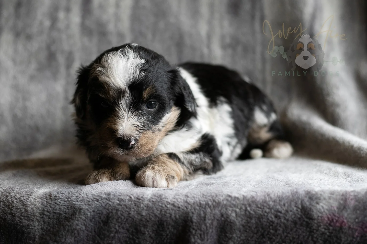 Artemisia Bernedoodle Puppy-138.jpg