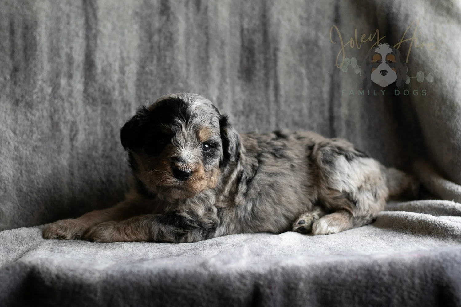 Frida Bernedoodle Puppy-141.jpg
