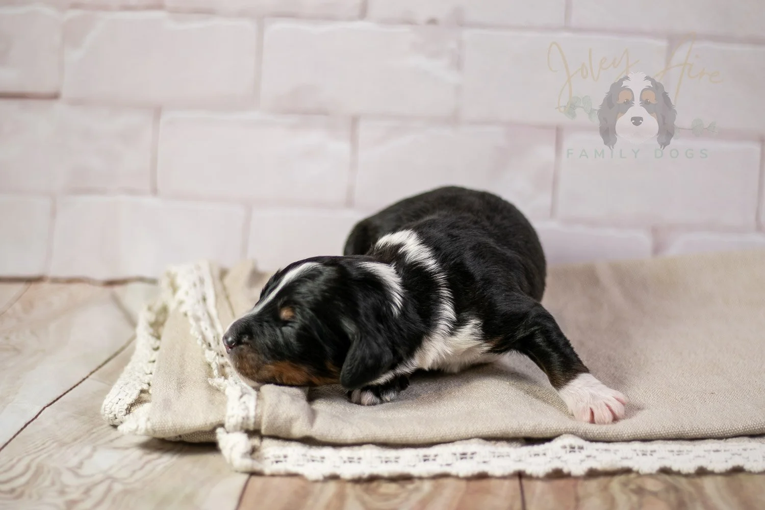 Yosemite Bernedoodle Puppy-179.jpg