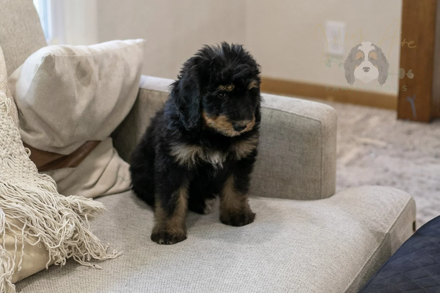 Gilbert Bernedoodle Puppy-325.jpg