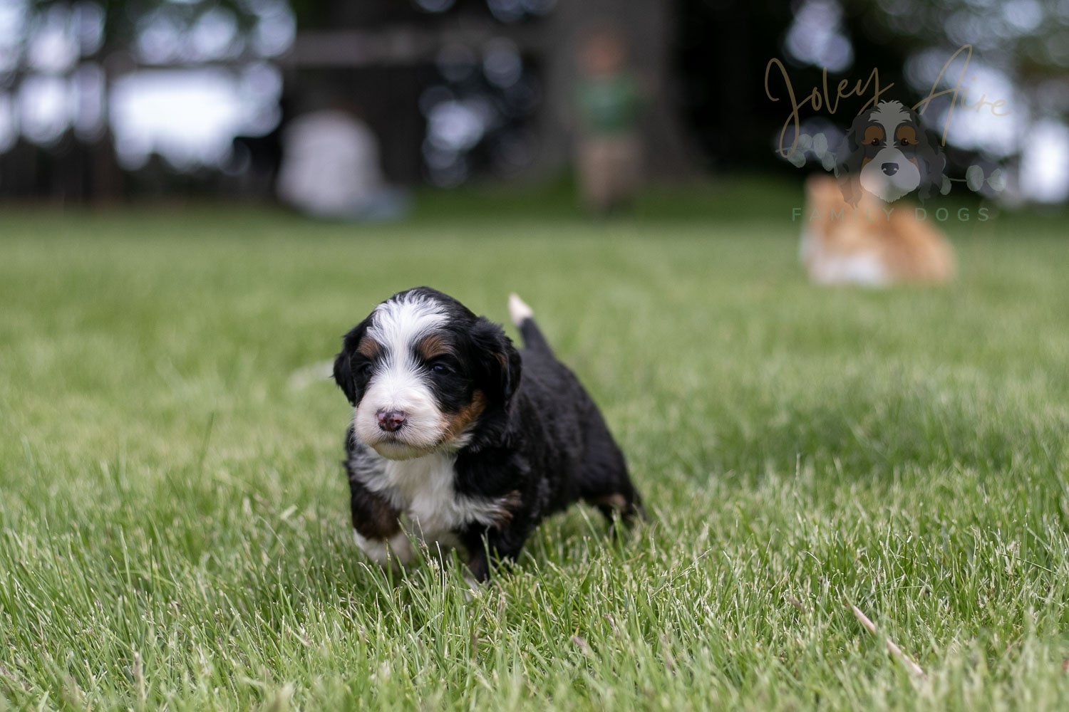 Harmonica Bernedoodle Puppy-33.jpg