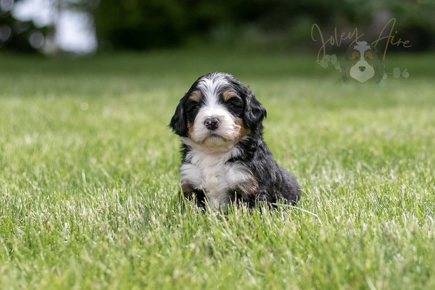 Trumpet Bernedoodle Puppy-17.jpg
