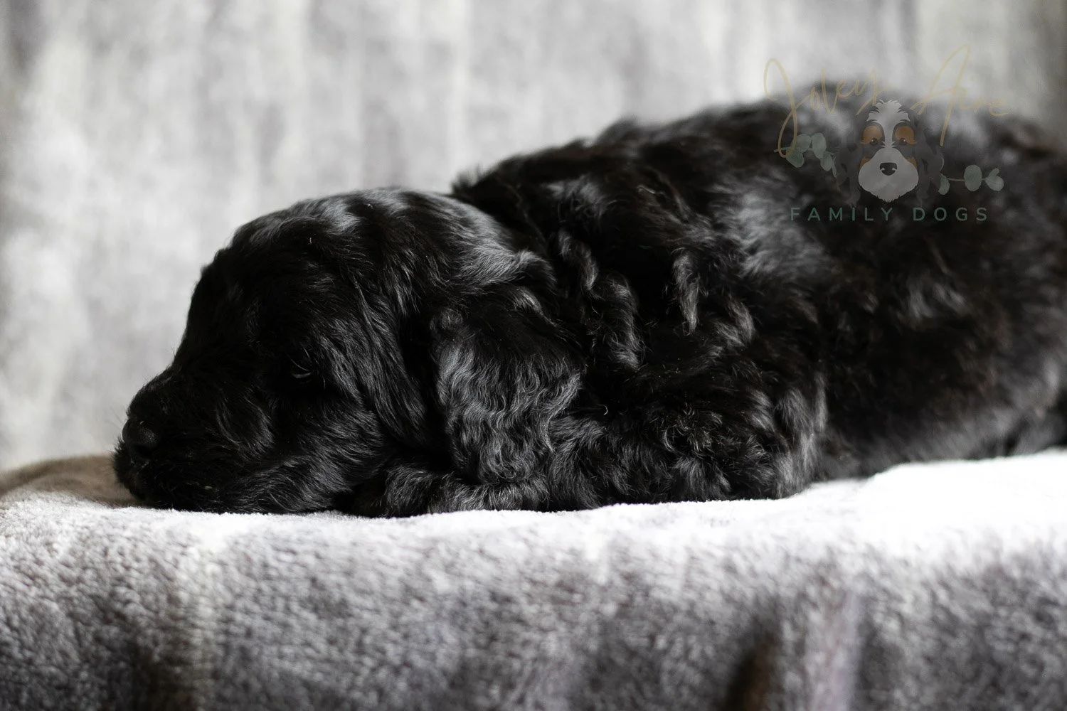 Claude Monet Bernedoodle Puppy-191.jpg