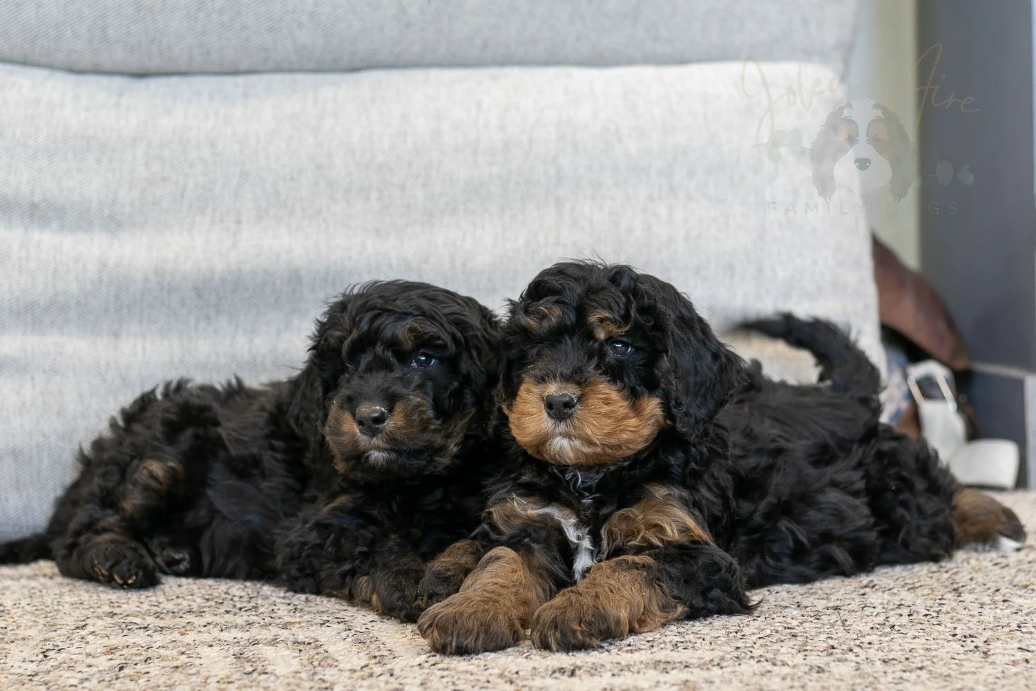 Aurora & Cinderella Bernedoodle Puppy-20.jpg