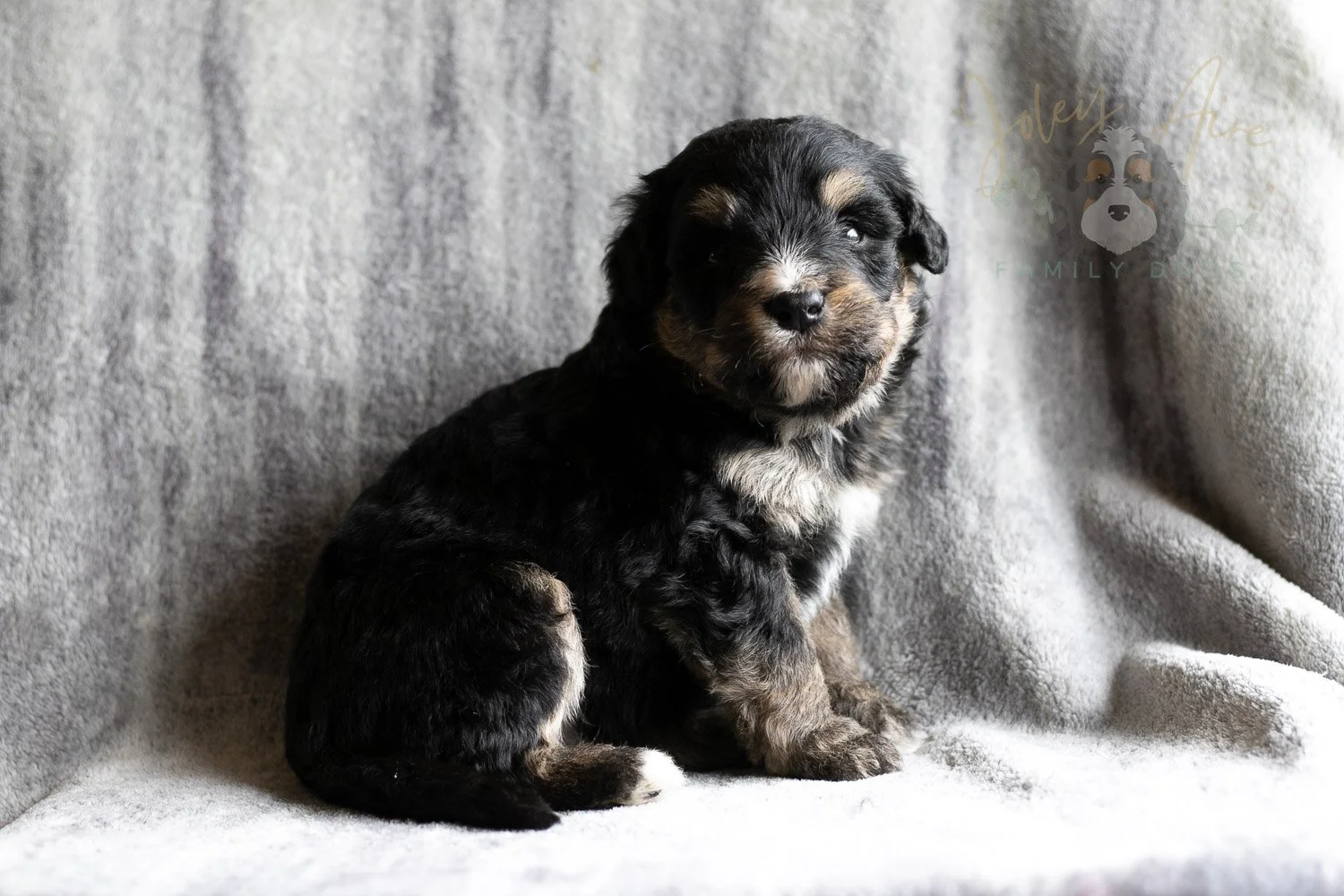 Da Vinci Bernedoodle Puppy-157.jpg