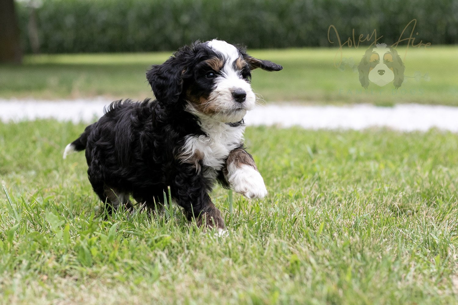 Yellowstone Bernedoodle Puppy-50.jpg