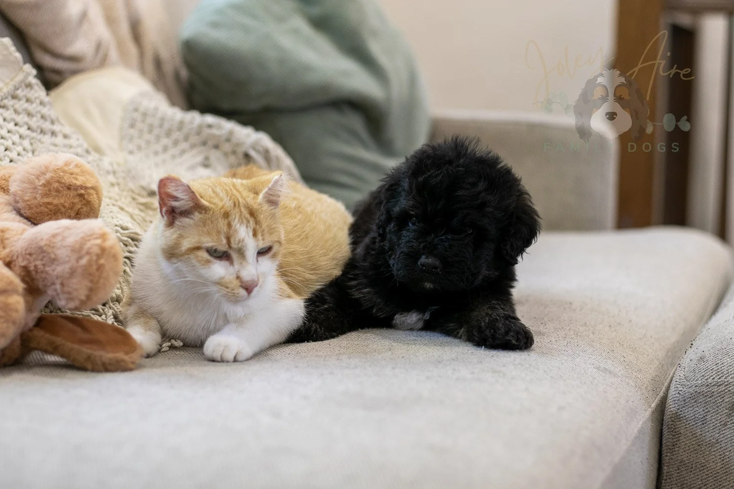 Andy Bernedoodle Puppy-272.jpg