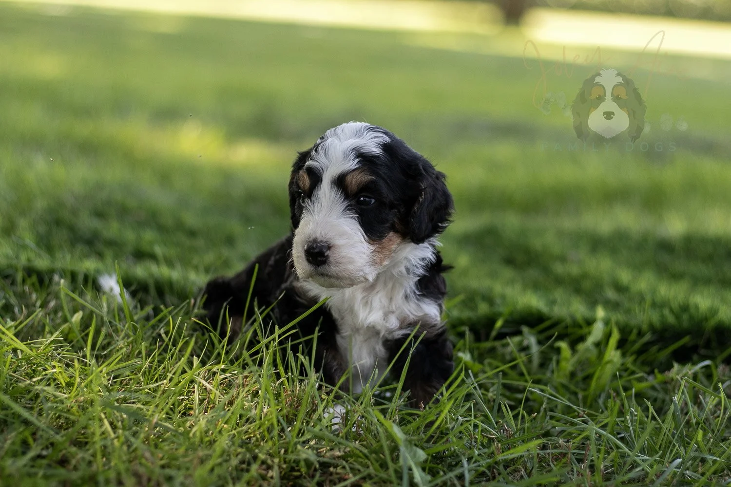 Yellowstone Bernedoodle Puppy-414.jpg