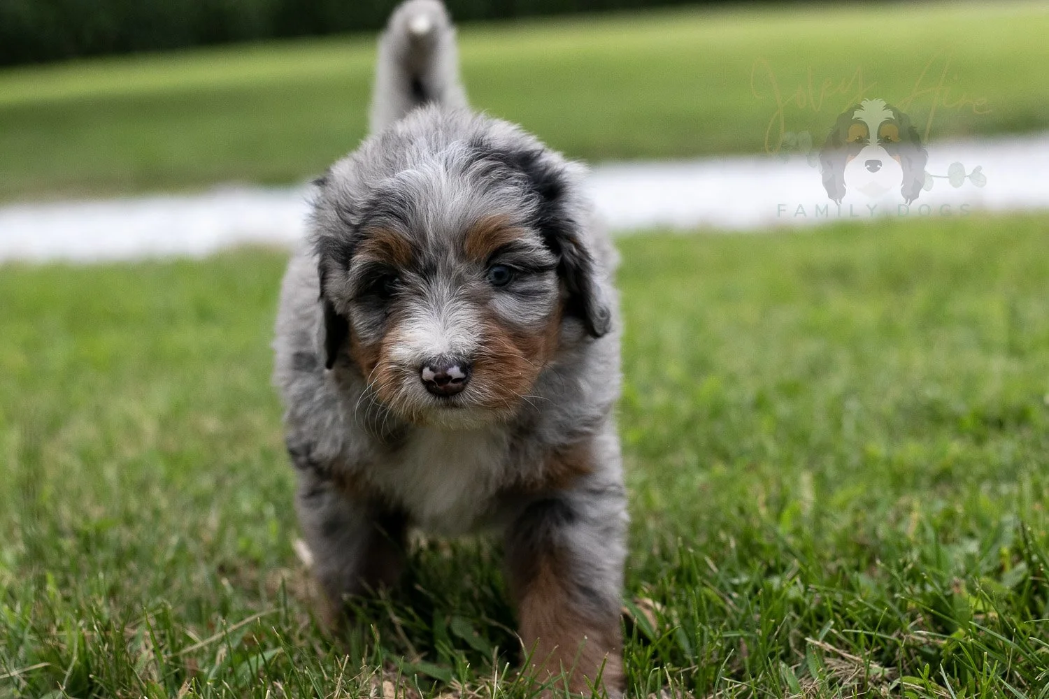Rachel Lynde Bernedoodle Puppy-2.jpg