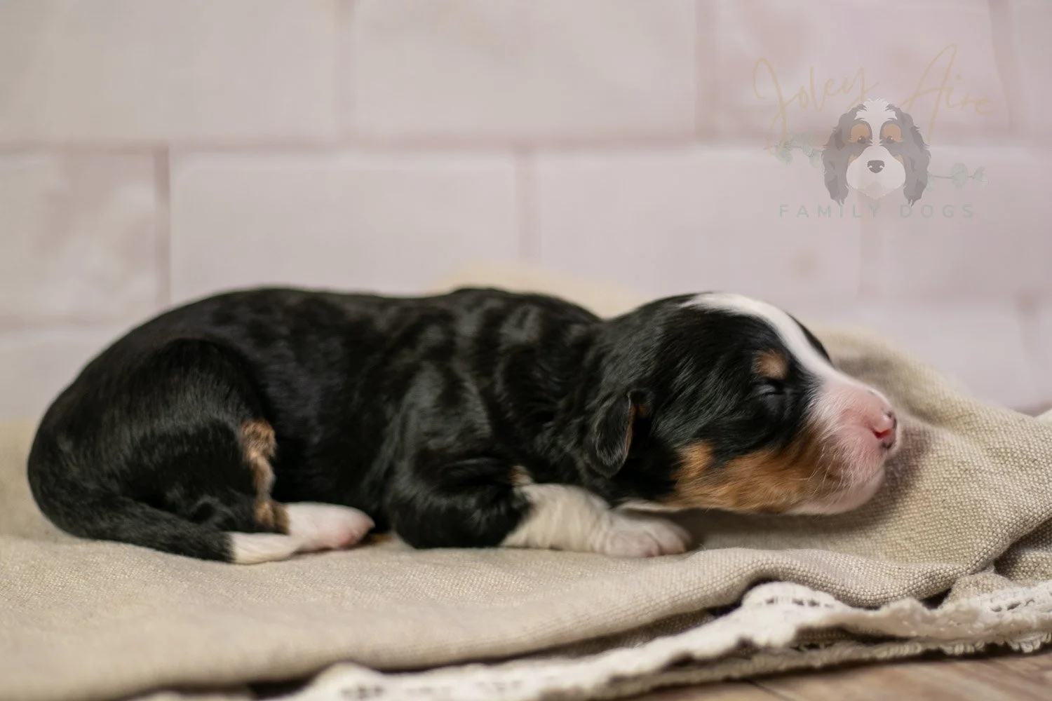 Zion Bernedoodle Puppy-127.jpg