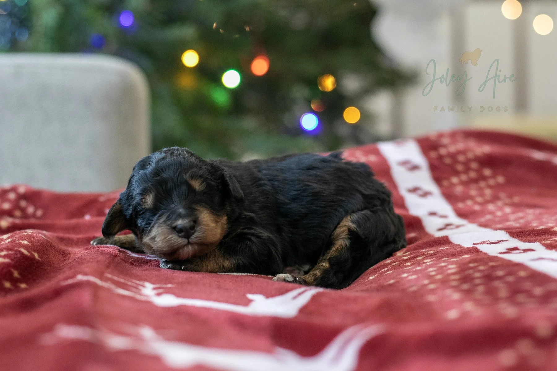 Cinderella | Well-Marked Phantom Female F1 Bernedoodle Puppy