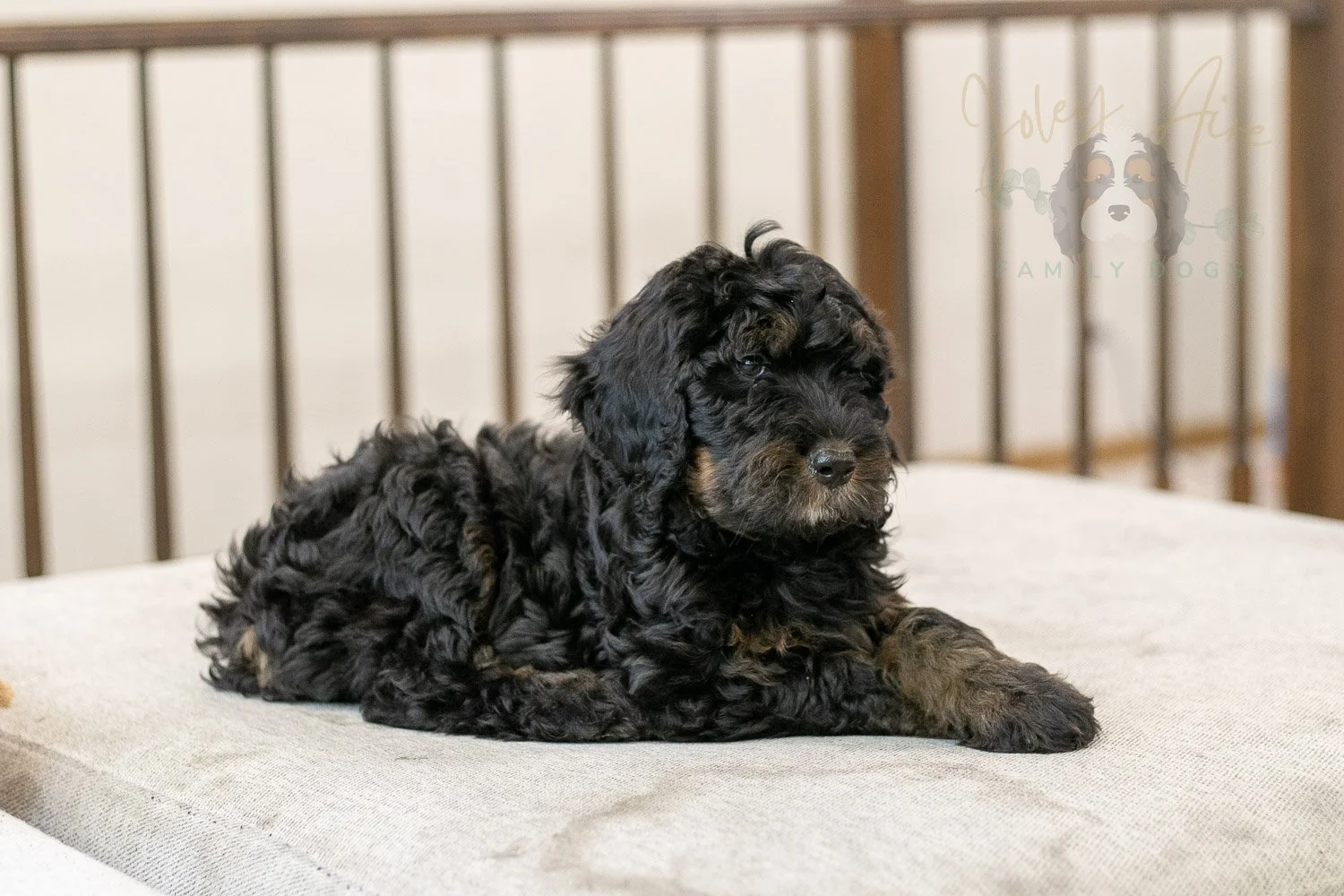 Acadia Bernedoodle Puppy-506.jpg