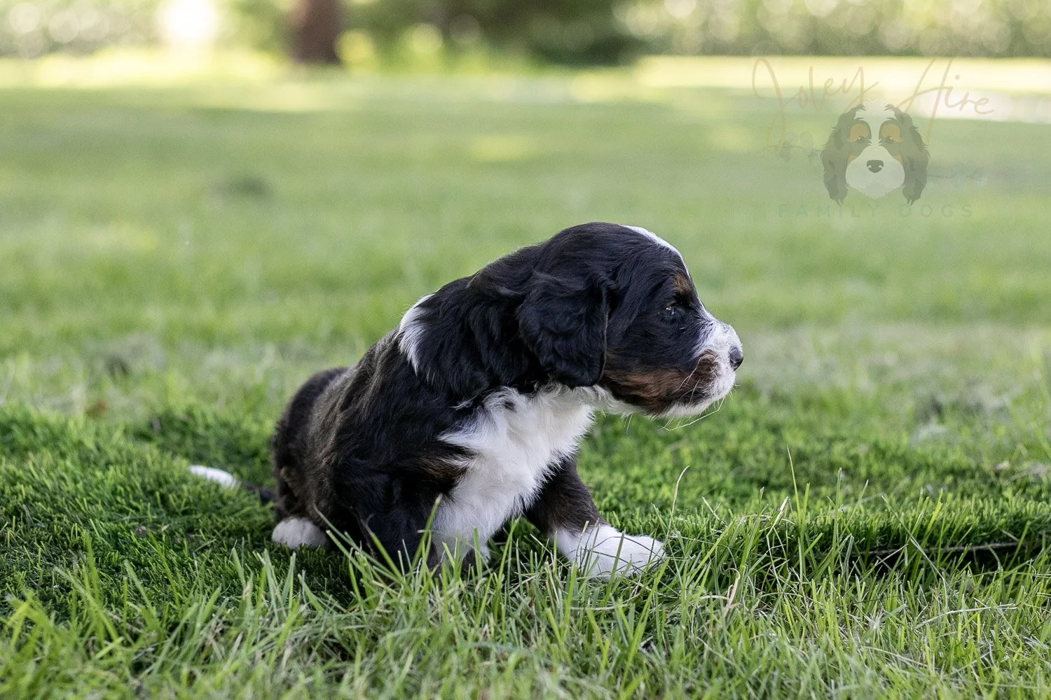 Yosemite Bernedoodle Puppy-364.jpg