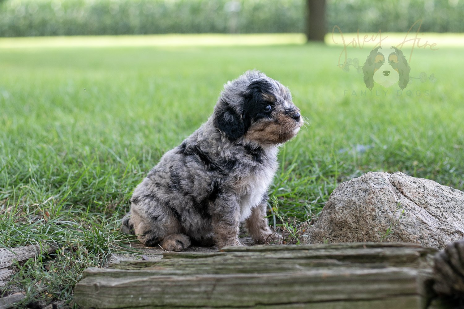 Frida Bernedoodle Puppy-133.jpg