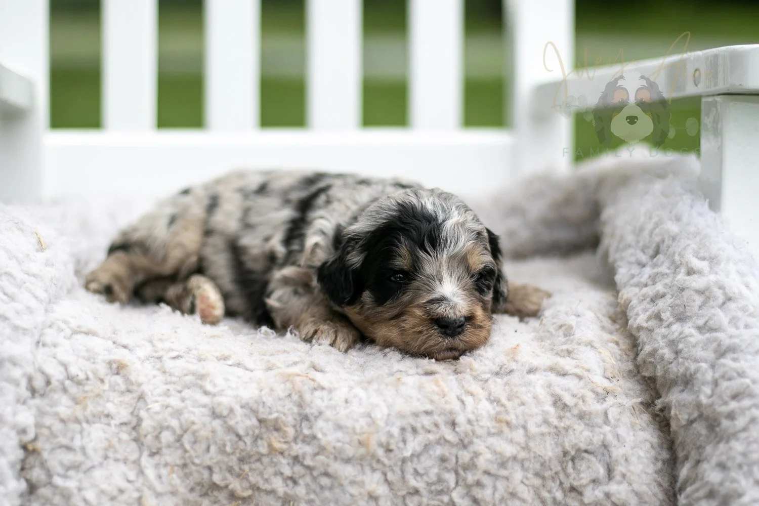 Frida Kahlo Bernedoodle Puppy-730.jpg