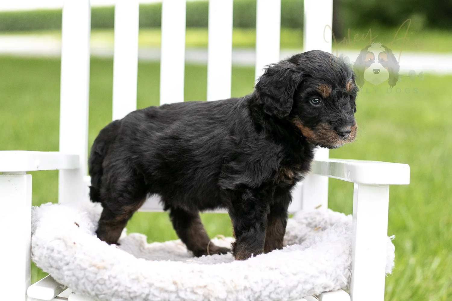 Olympic Bernedoodle Puppy-857.jpg