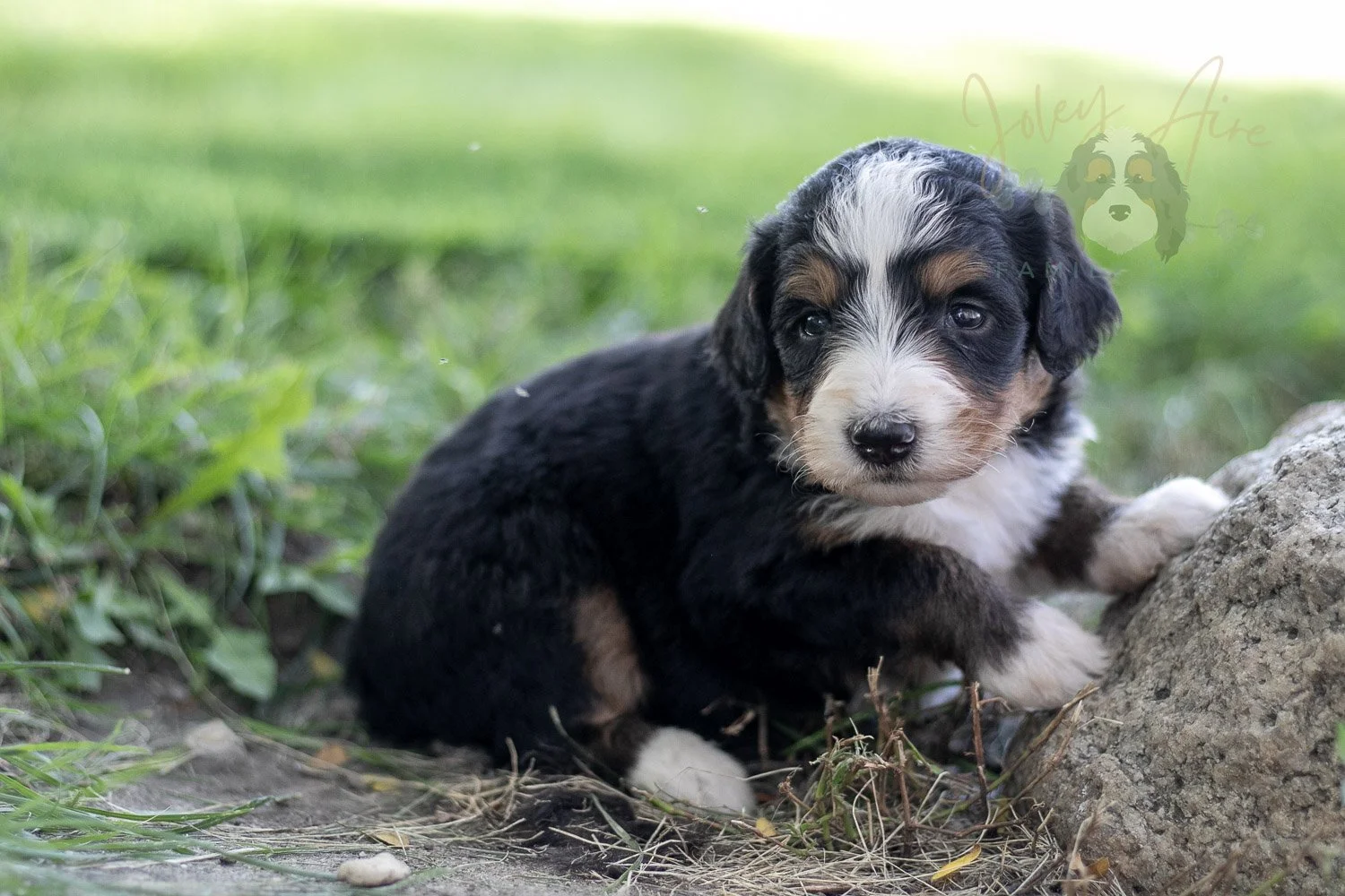 Diana Barry Bernedoodle Puppy-576.jpg