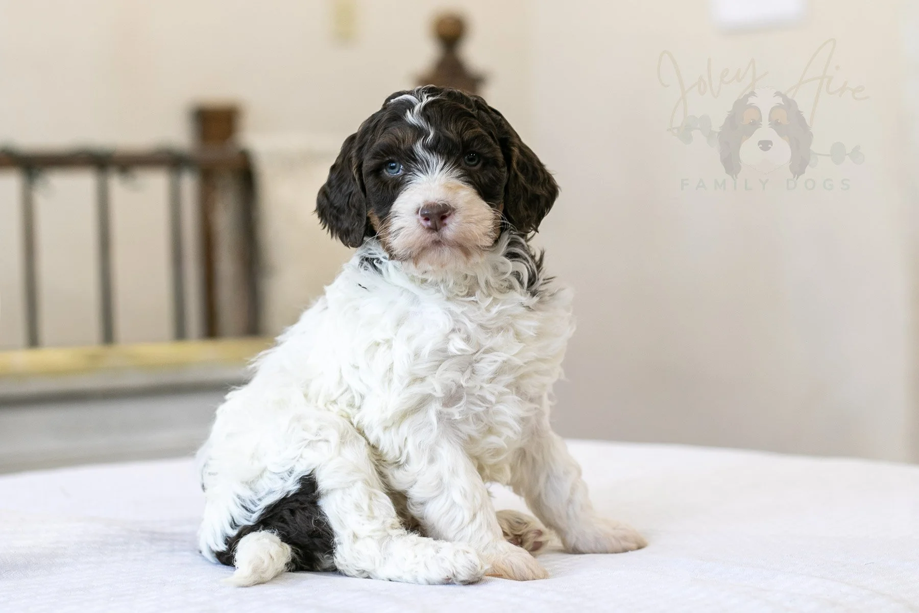 Gandalf 🔴 Reserved