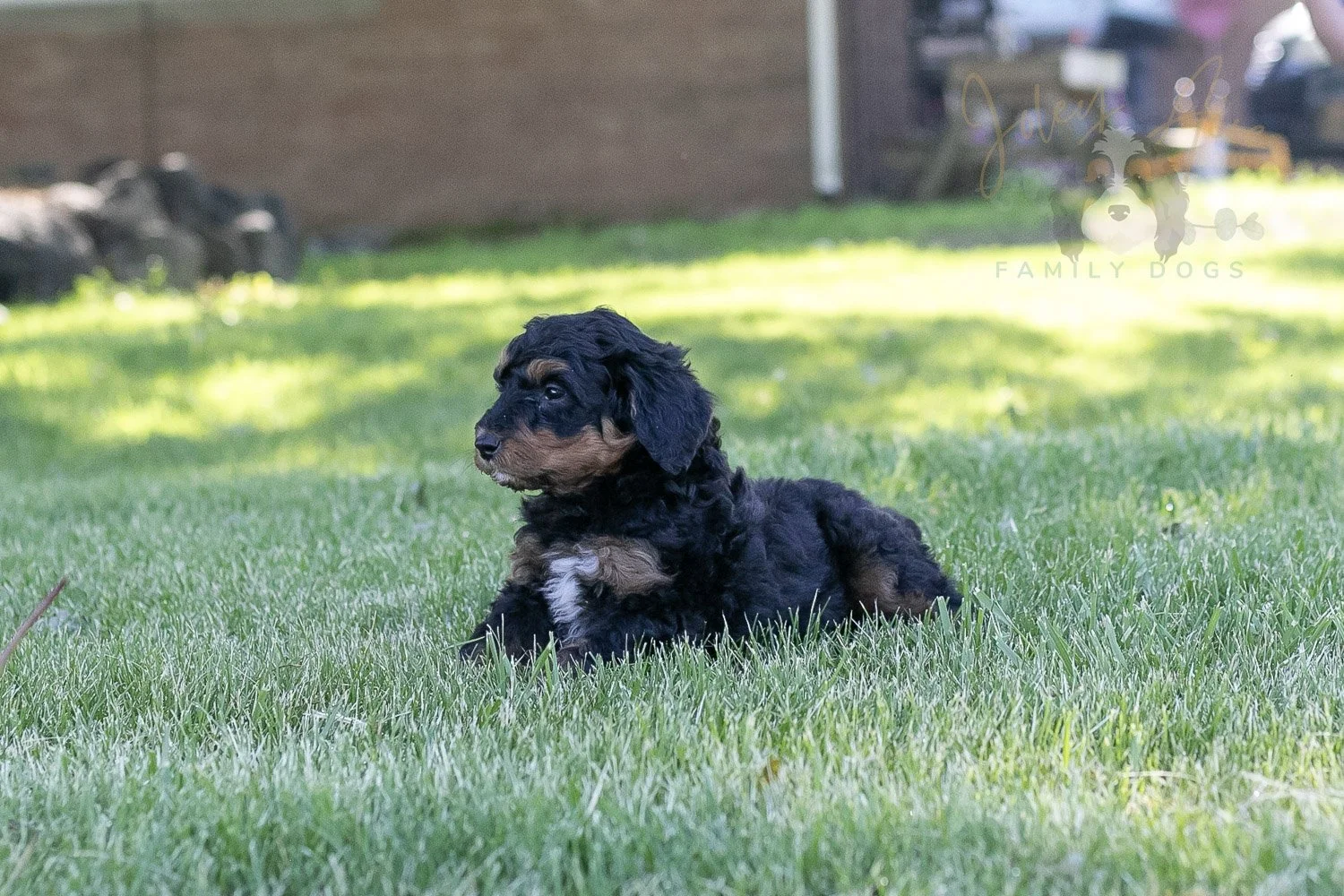 Banjo Bernedoodle Puppy-20.jpg