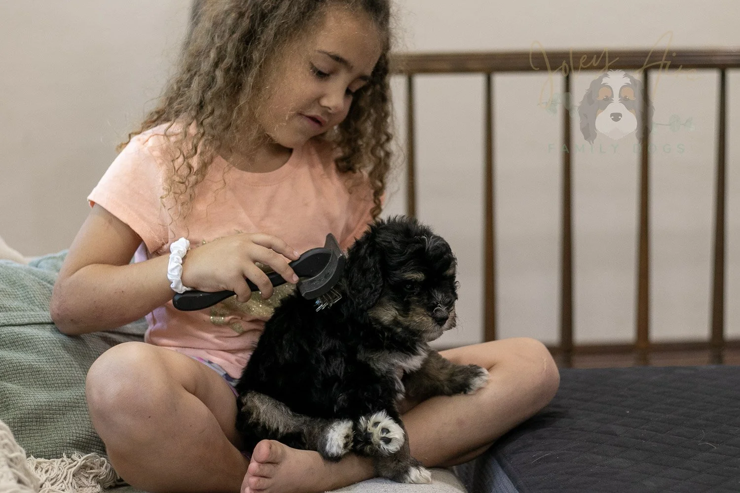 Georgia Bernedoodle Puppy-431.jpg