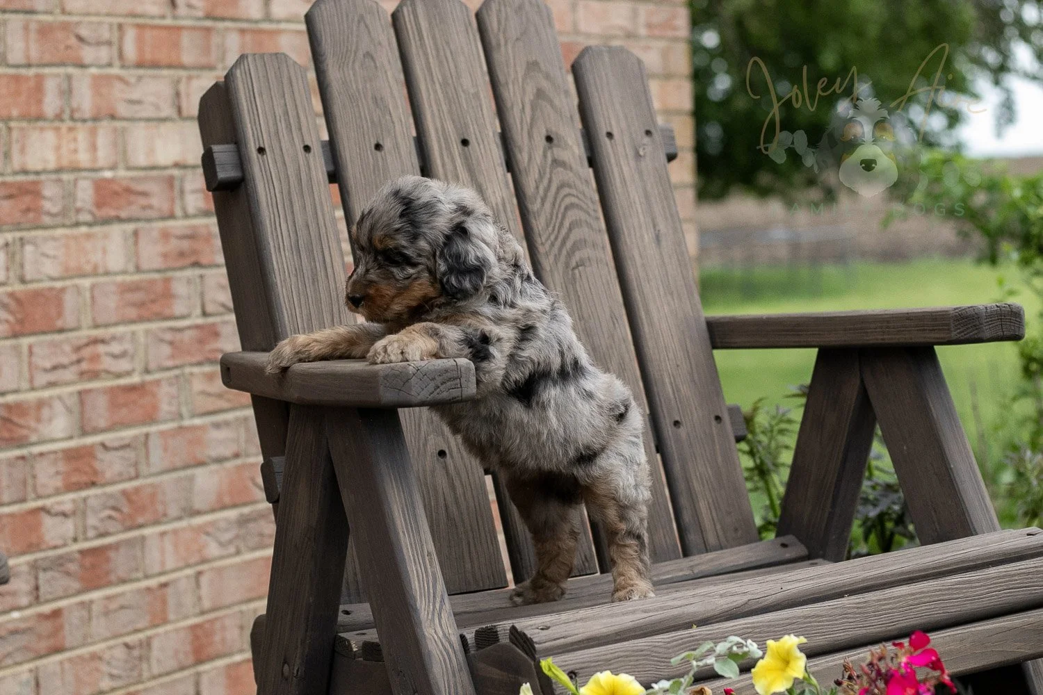 Ukulele Bernedoodle Puppy-22.jpg