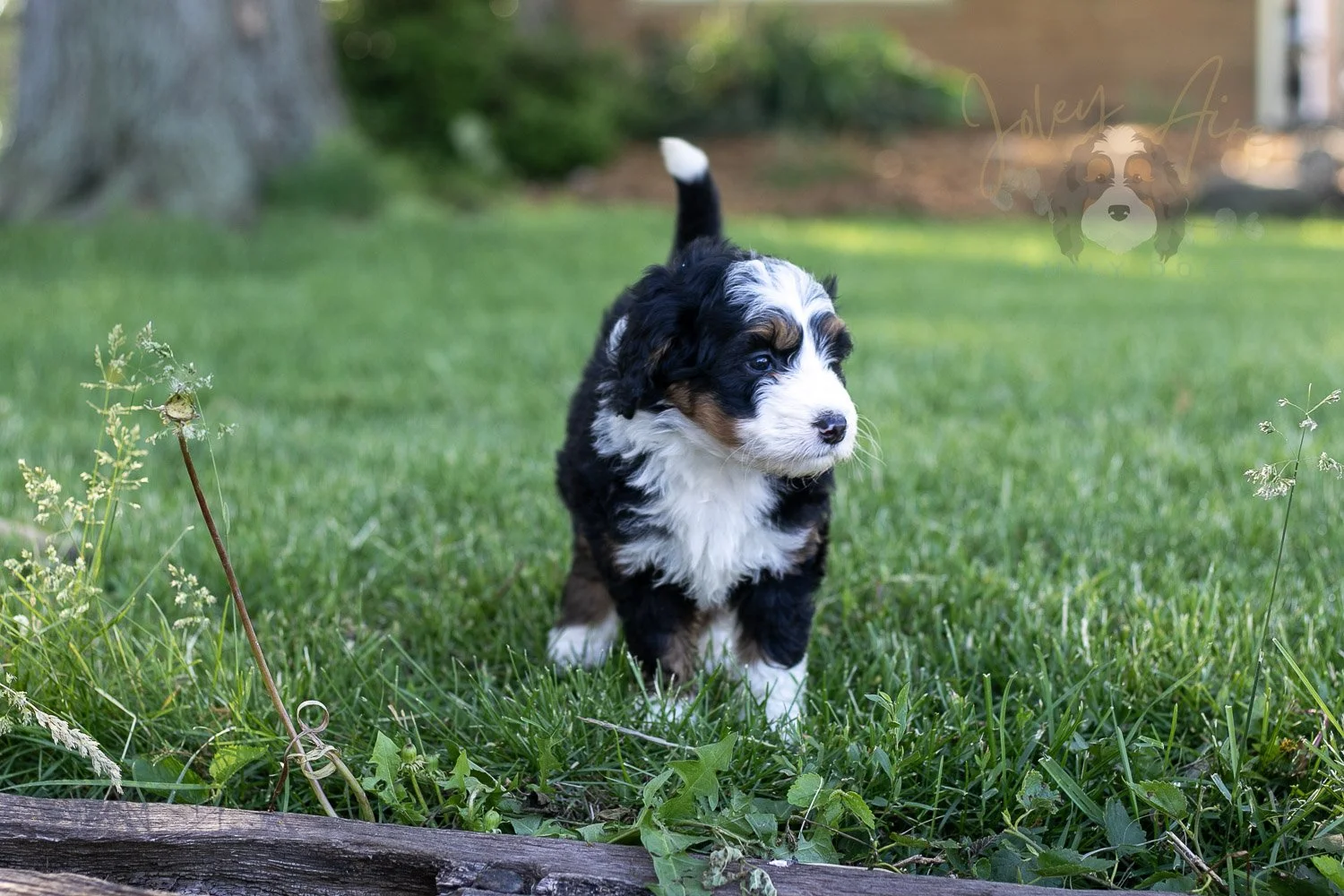 Harmonica Bernedoodle Puppy-12.jpg