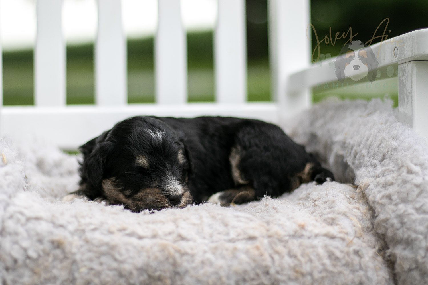 Georgia O'Keefe Bernedoodle Puppy-690.jpg
