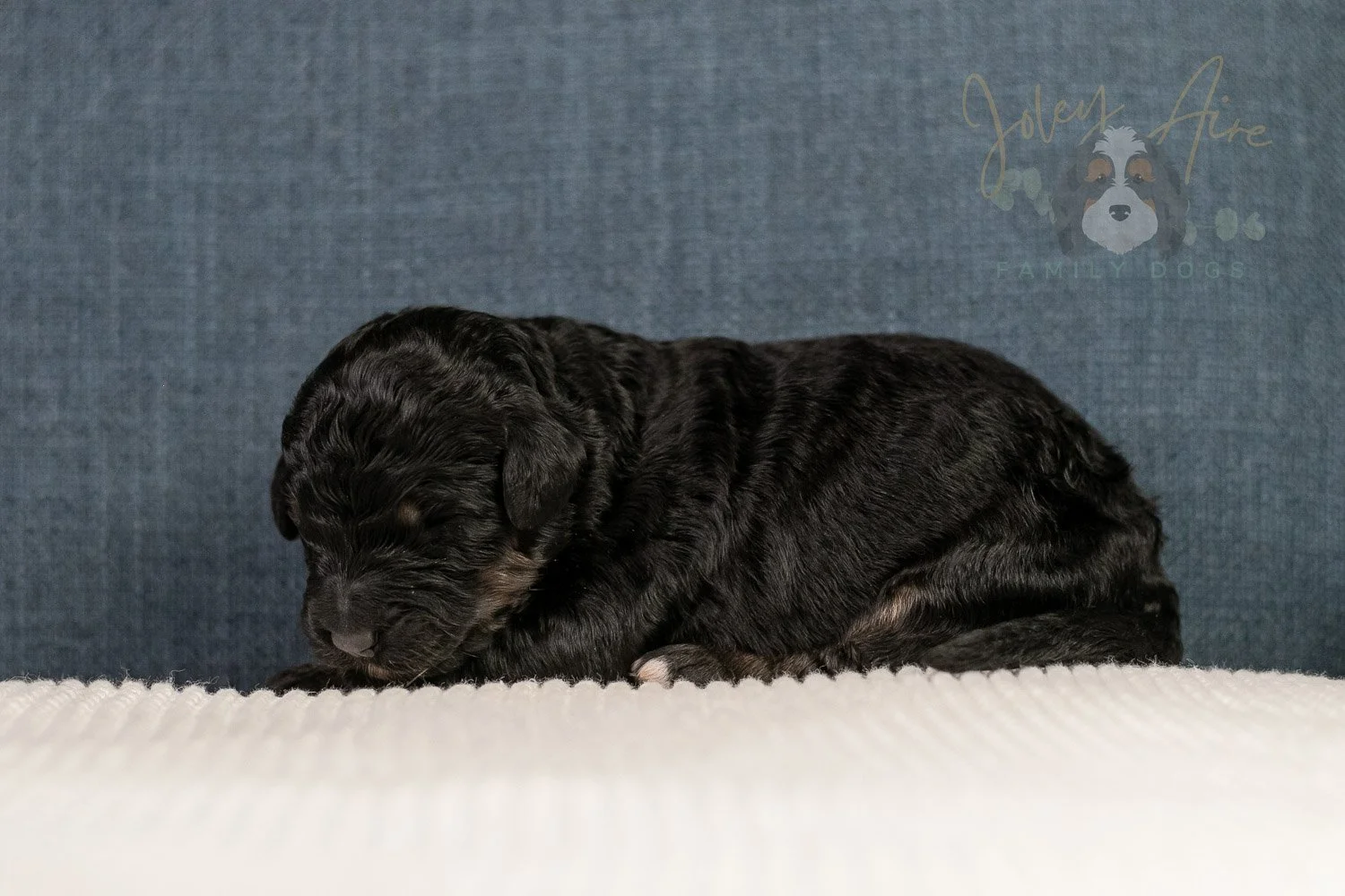 Amy Bernedoodle Puppy-110.jpg