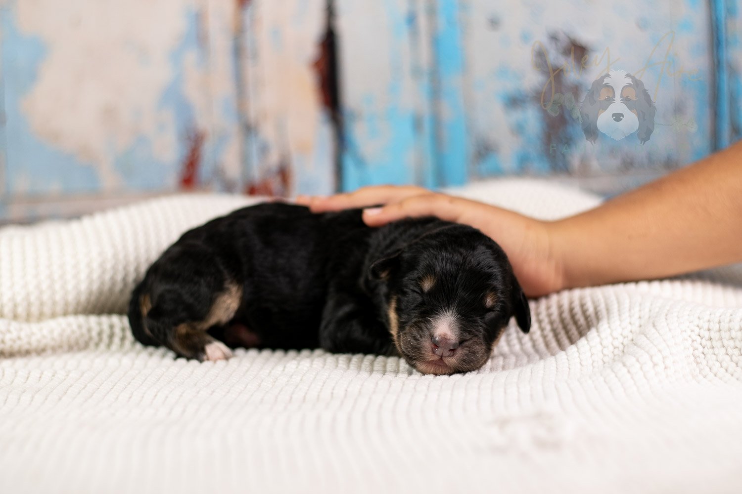 Da Vinci Bernedoodle Puppy-108.jpg