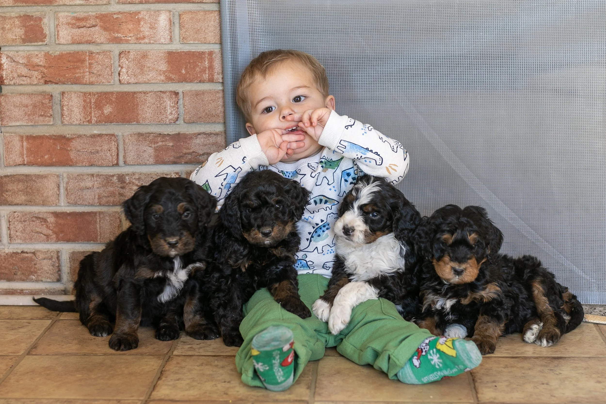 Whole Litter Disney Princess Litter-07.jpg