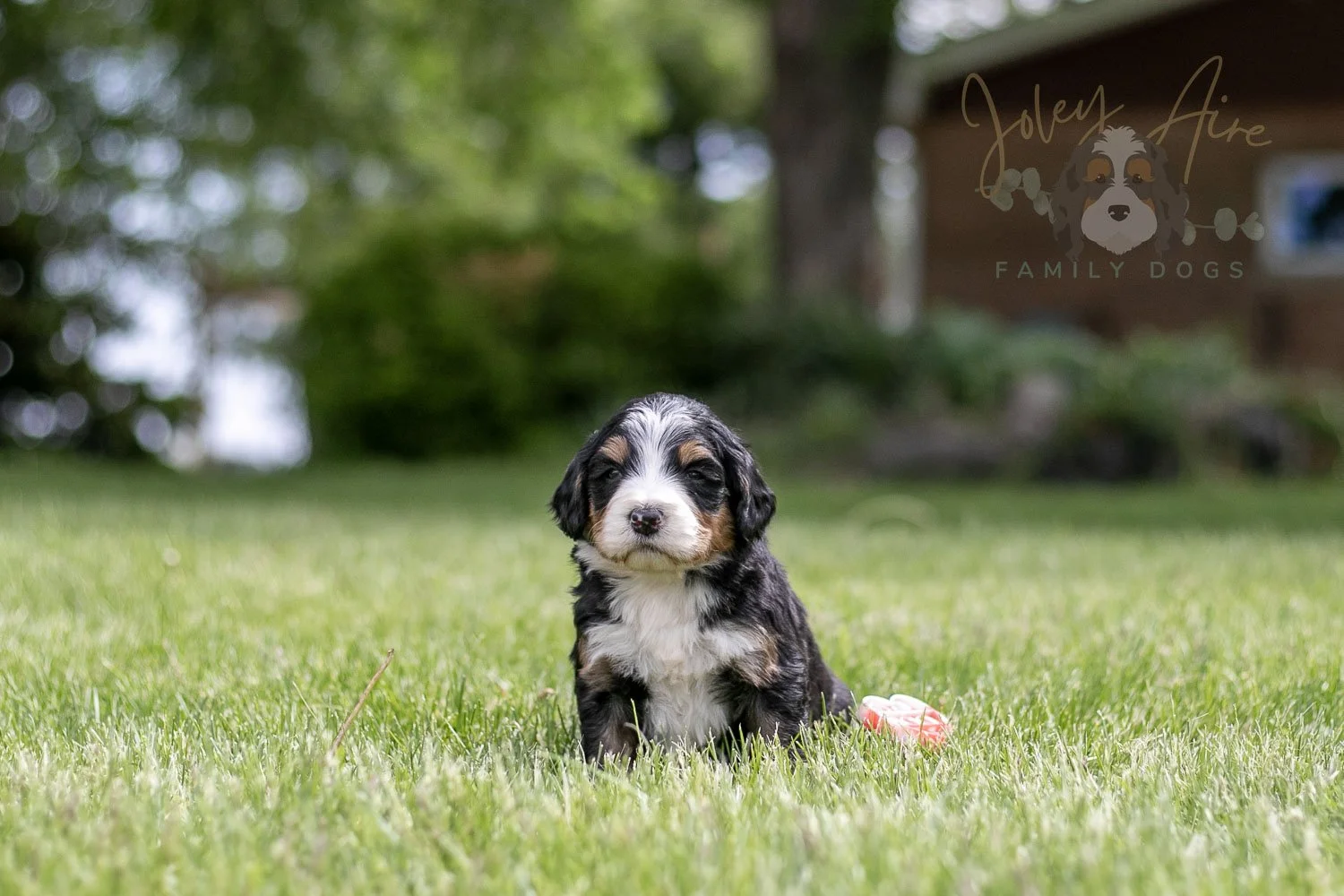 Trumpet Bernedoodle Puppy-27.jpg