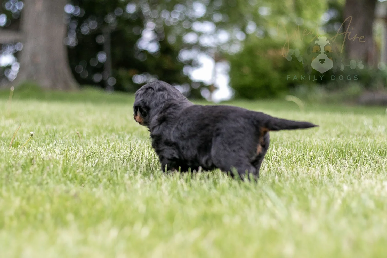 Piano Bernedoodle Puppy-40.jpg
