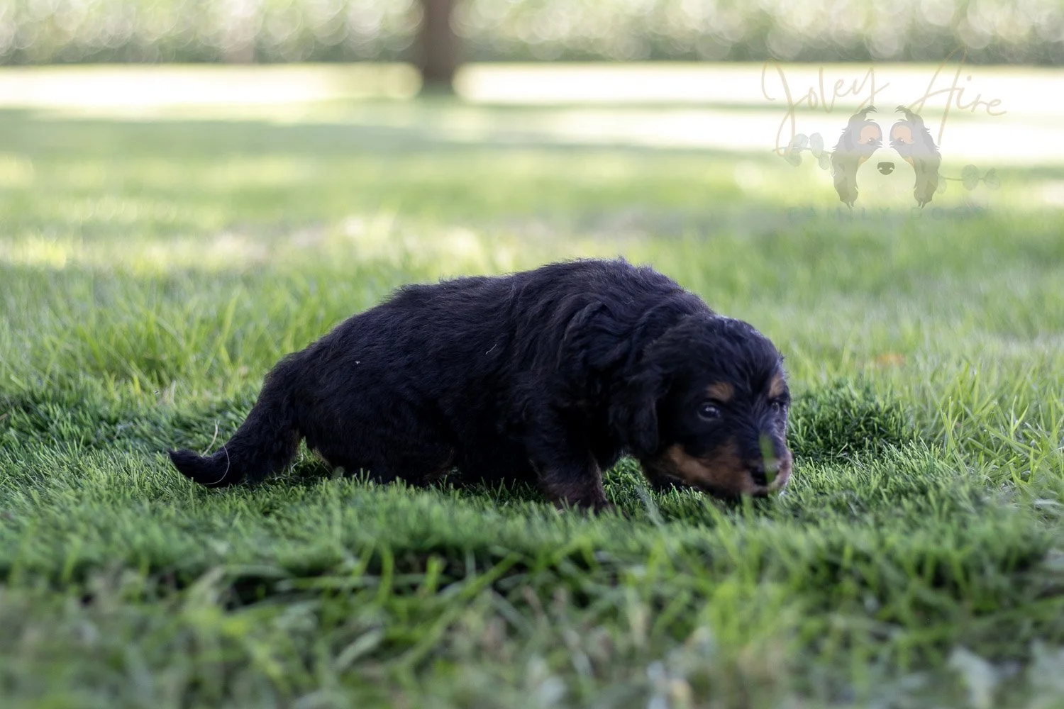 Gilbert Blythe Bernedoodle Puppy-580.jpg
