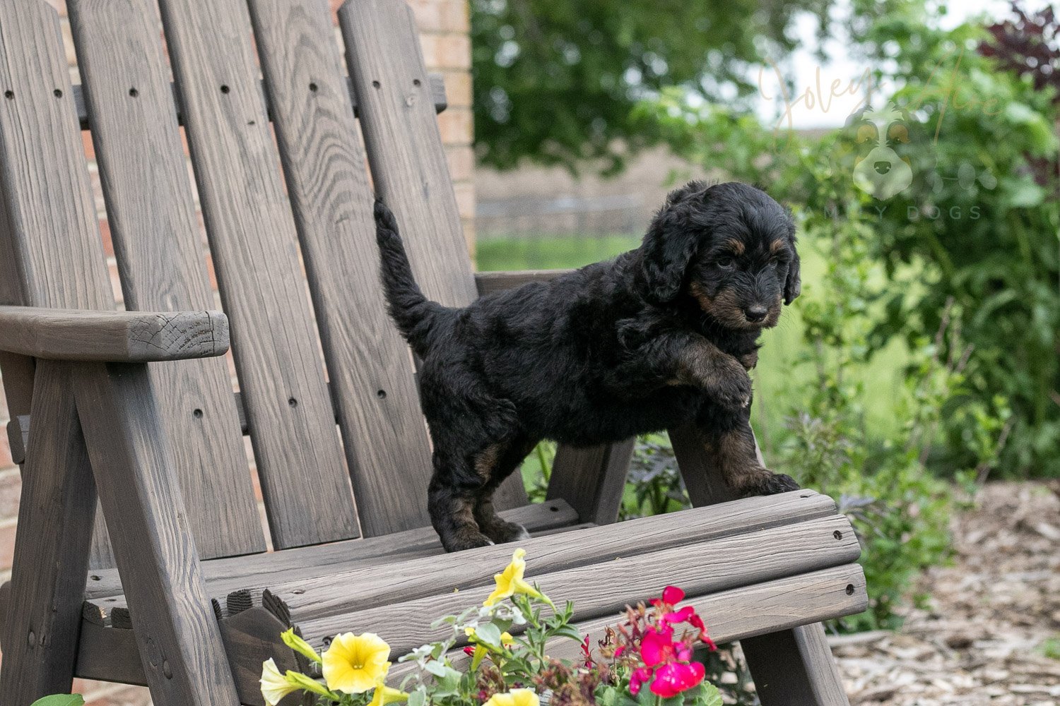 Piano Bernedoodle Puppy-17.jpg