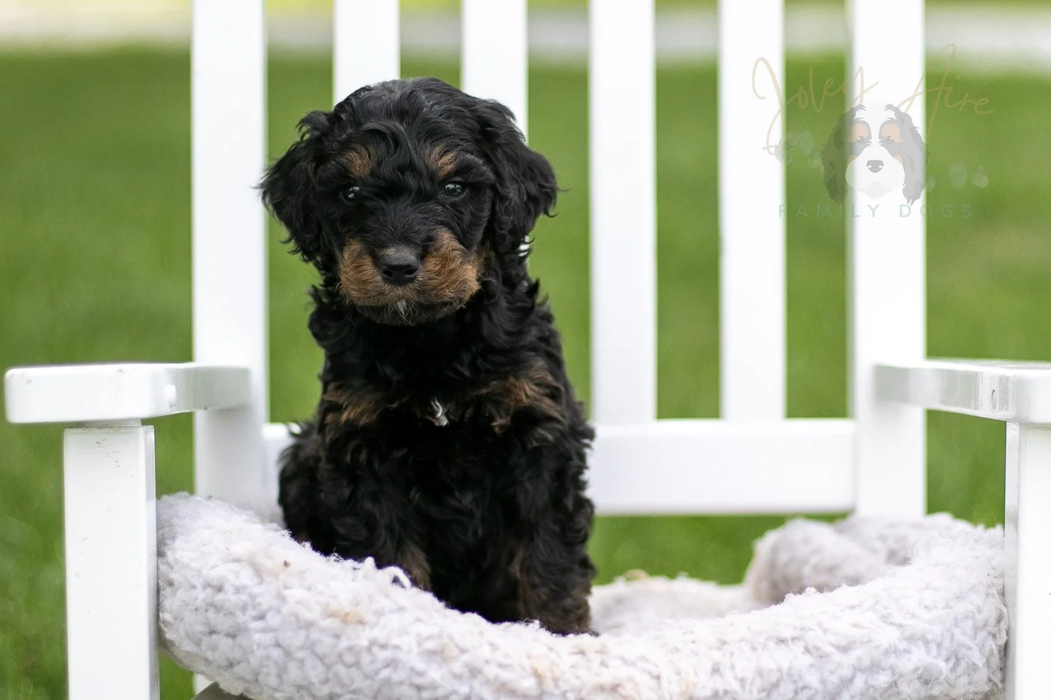 Bryce Bernedoodle Puppy-794.jpg