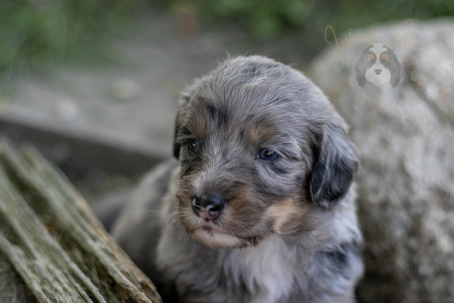 Matthew Cuthbert Bernedoodle Puppy-606.jpg