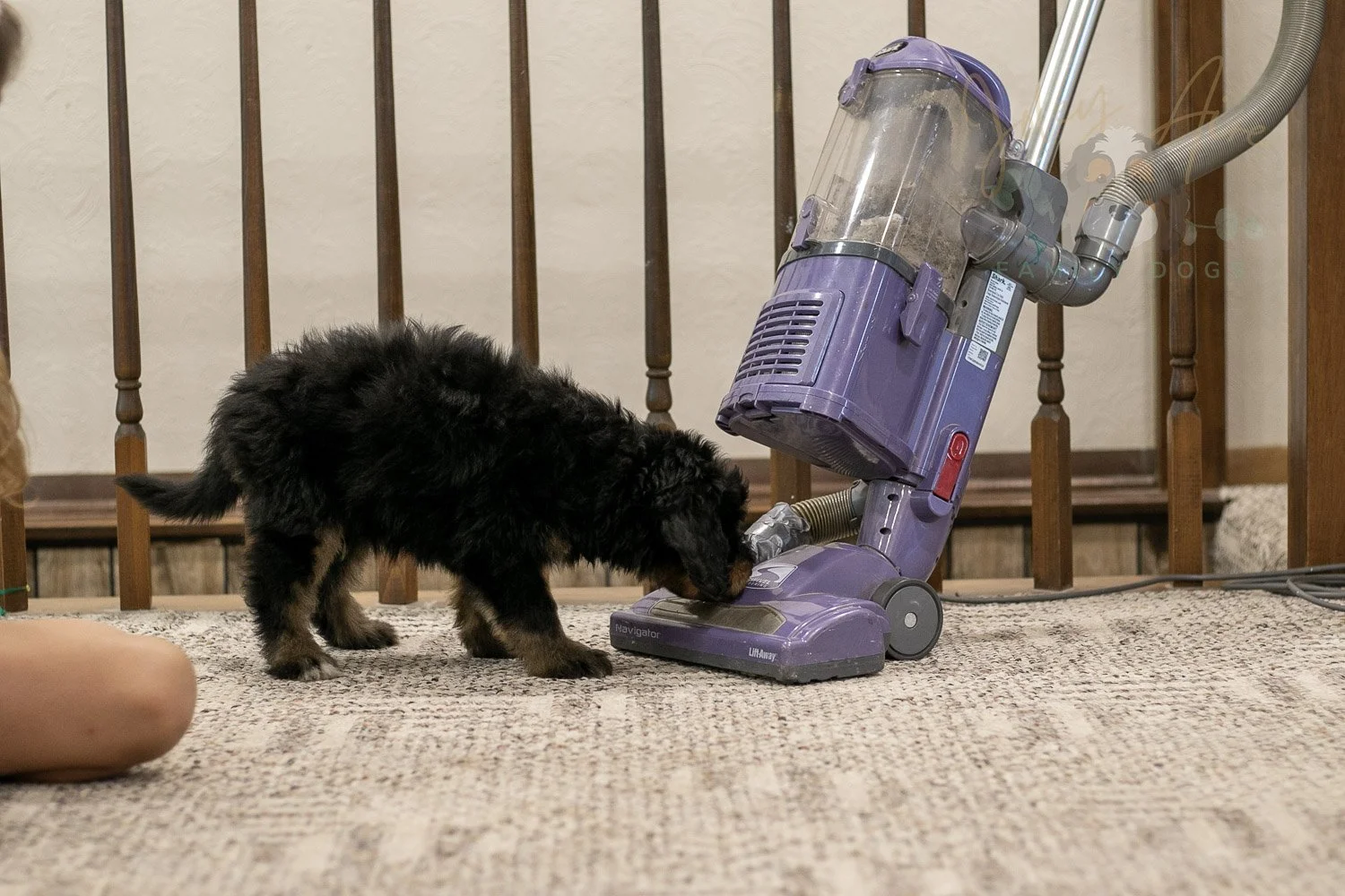 Gilbert Bernedoodle Puppy-344.jpg