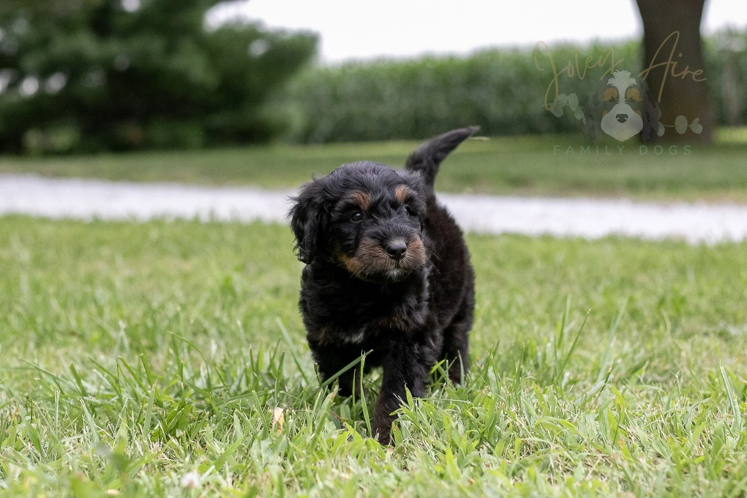 Olympic Bernedoodle Puppy-34.jpg