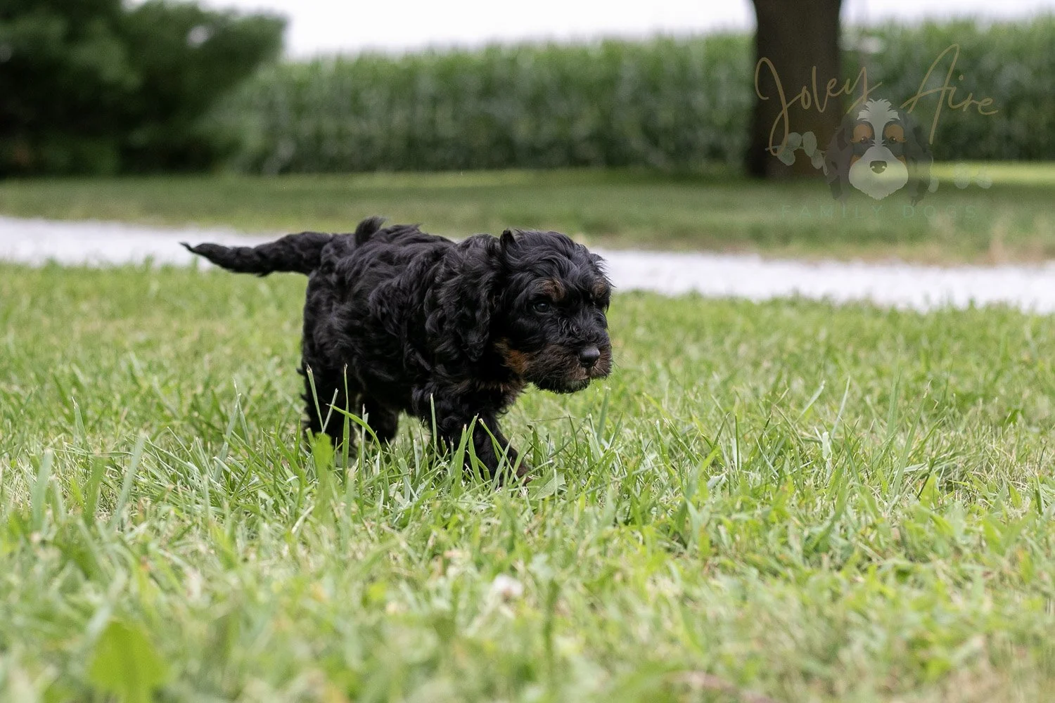 Acadia Bernedoodle Puppy-90.jpg