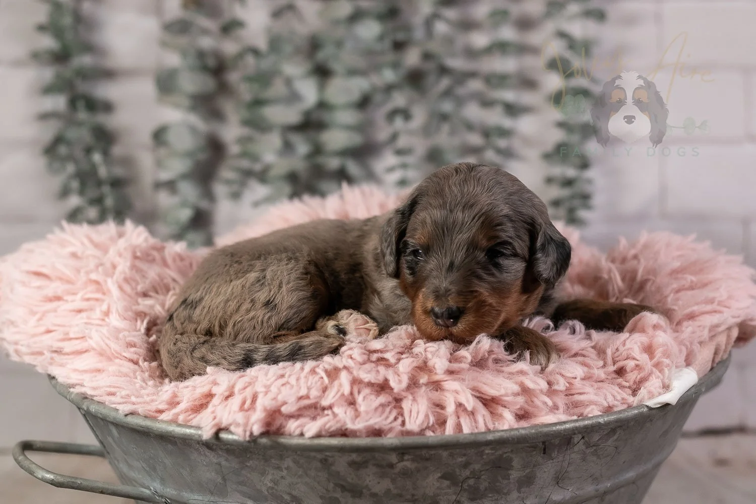 Flute Bernedoodle Puppy-28.jpg