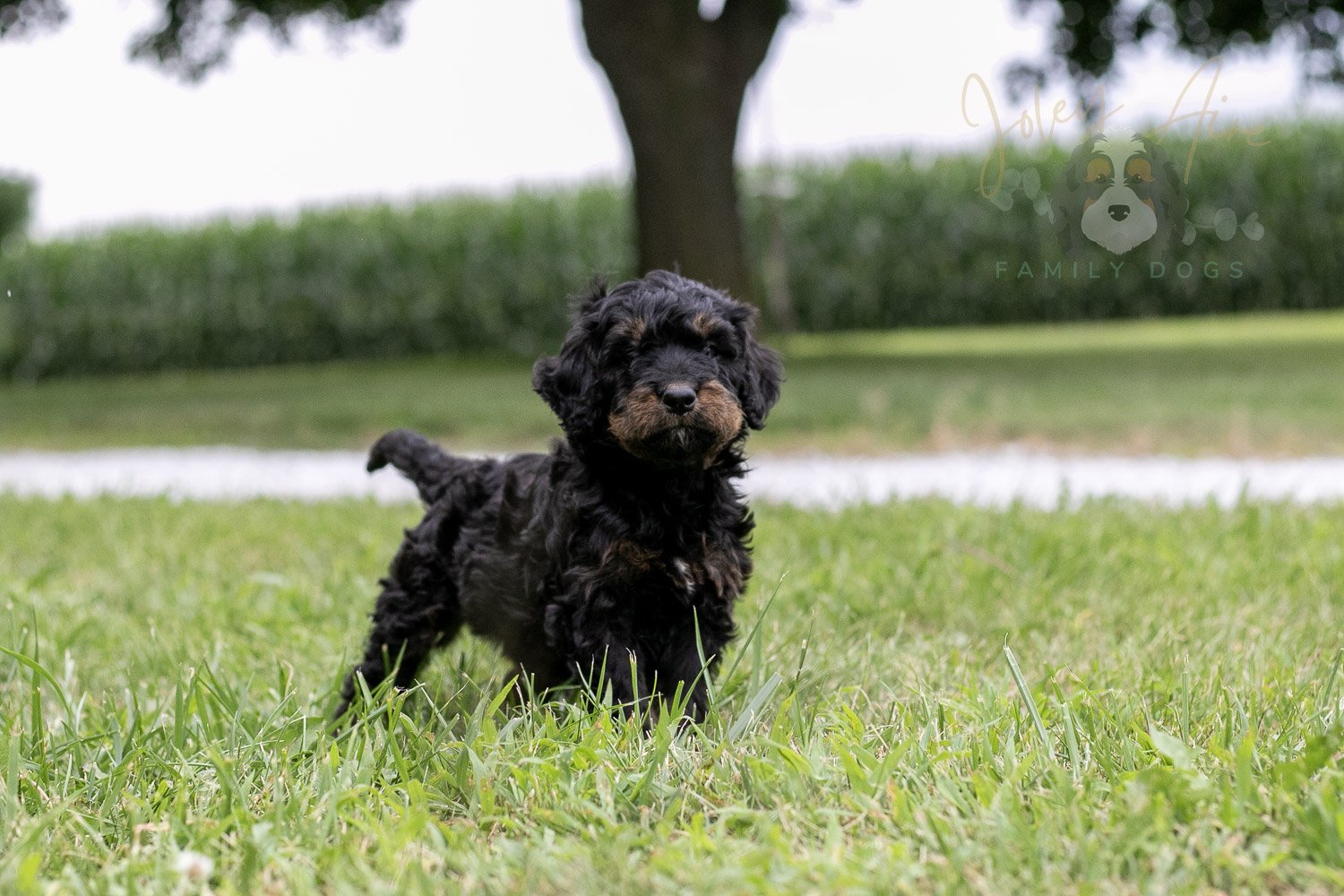 Bryce Bernedoodle Puppy-63.jpg