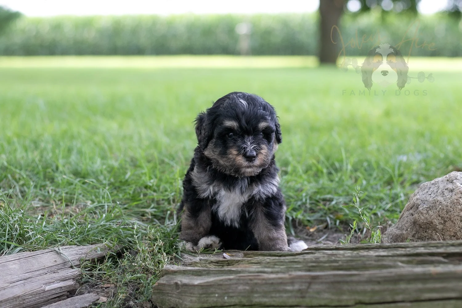 Georgia Bernedoodle Puppy-213.jpg