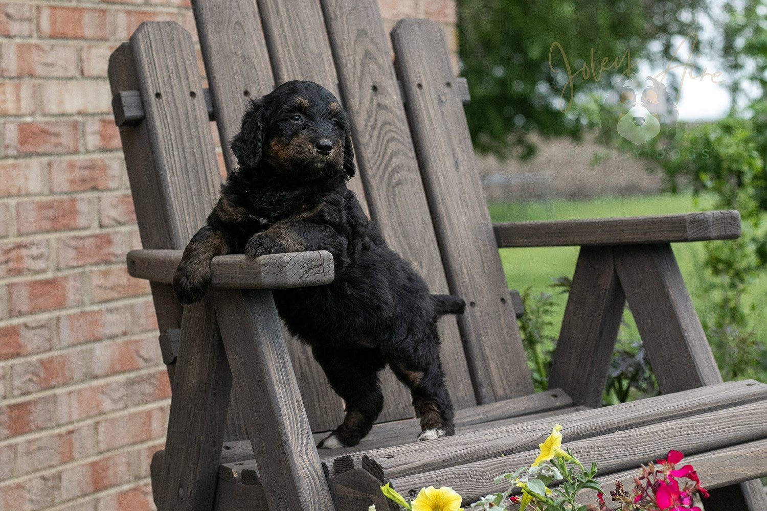 Piano Bernedoodle Puppy-9.jpg