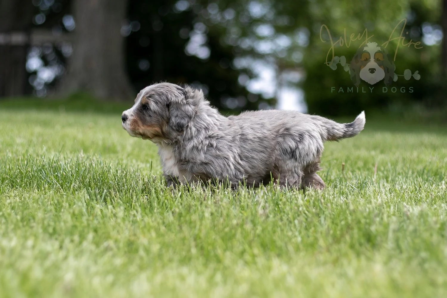 Drum Bernedoodle Puppy-22.jpg